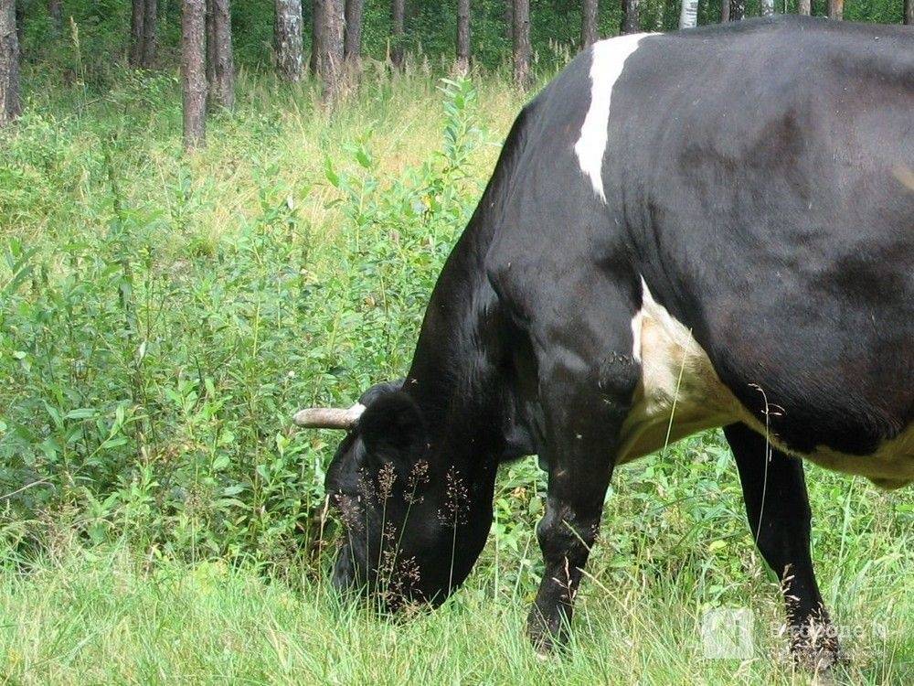 Агрессивный бык Кэнон напал на мужчину в Кстовском районе