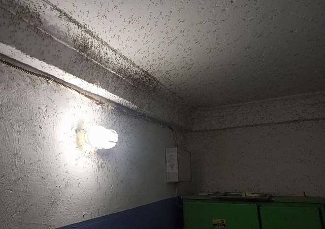 Жильцы рязанской четырехэтажки сообщили о нашествии комаров