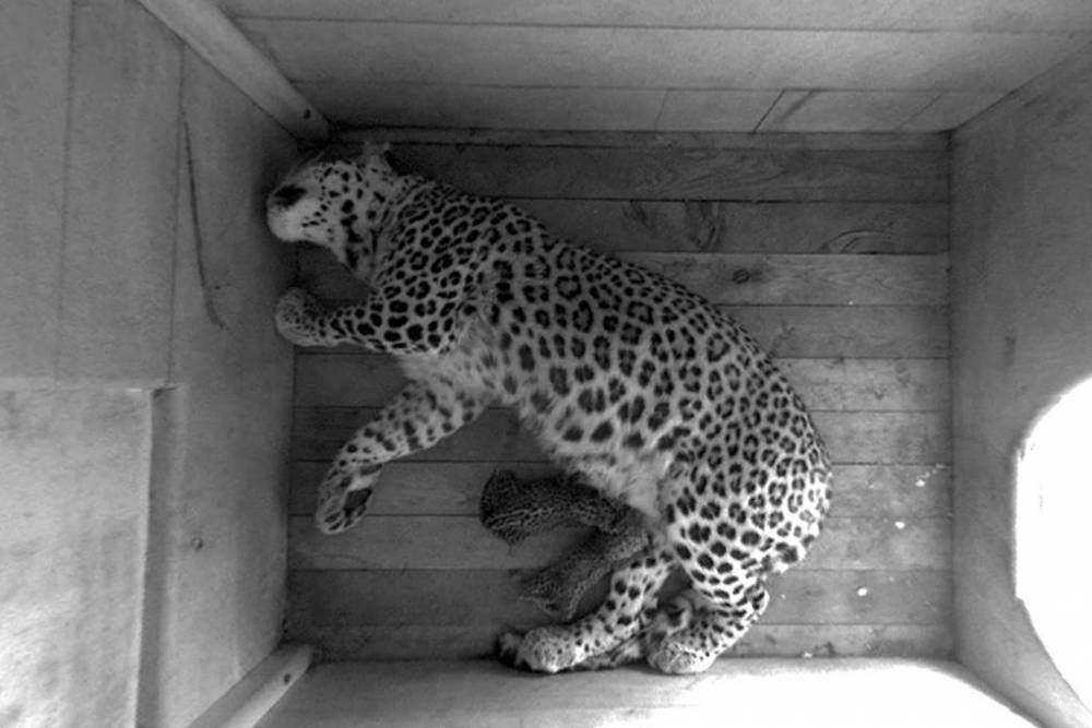 В сочинском Центре восстановления леопарда родились котята