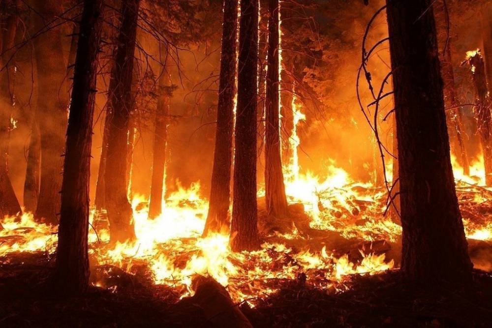 Лесной пожар на площади 100 гектаров полыхает под Саратовом