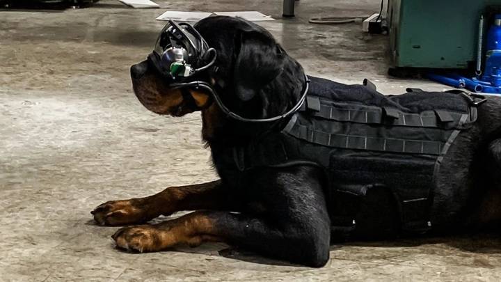 Военные США создали очки дополненной реальности для собак