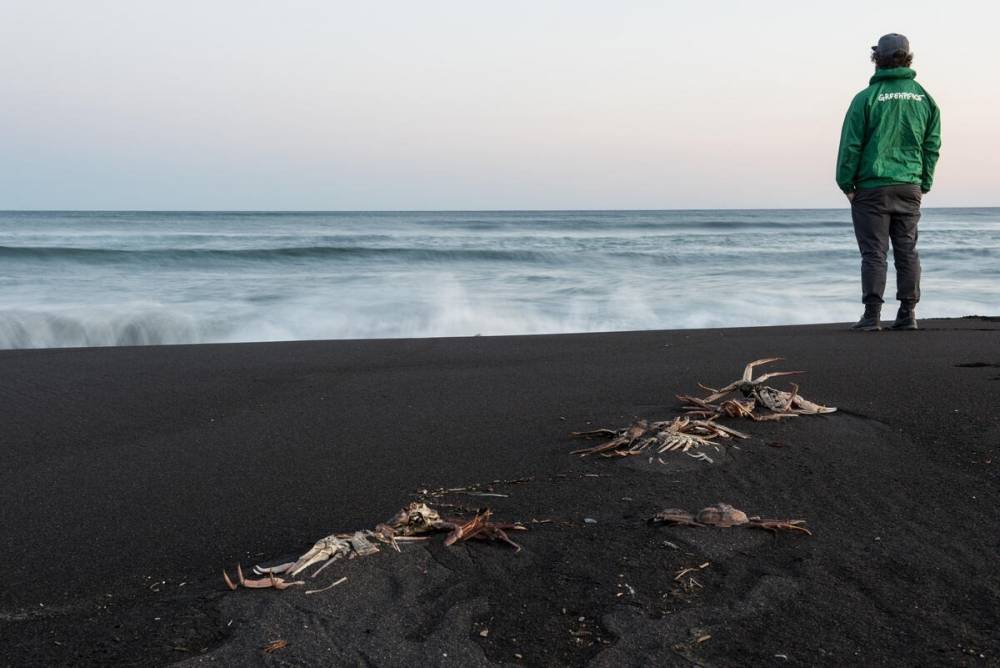 На Камчатке были найдены новые места, где погибли морские животные