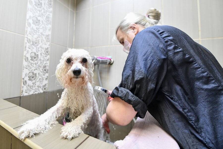 Эксперт рекомендовал мыть собак после прогулок во избежание распространения COVID-19