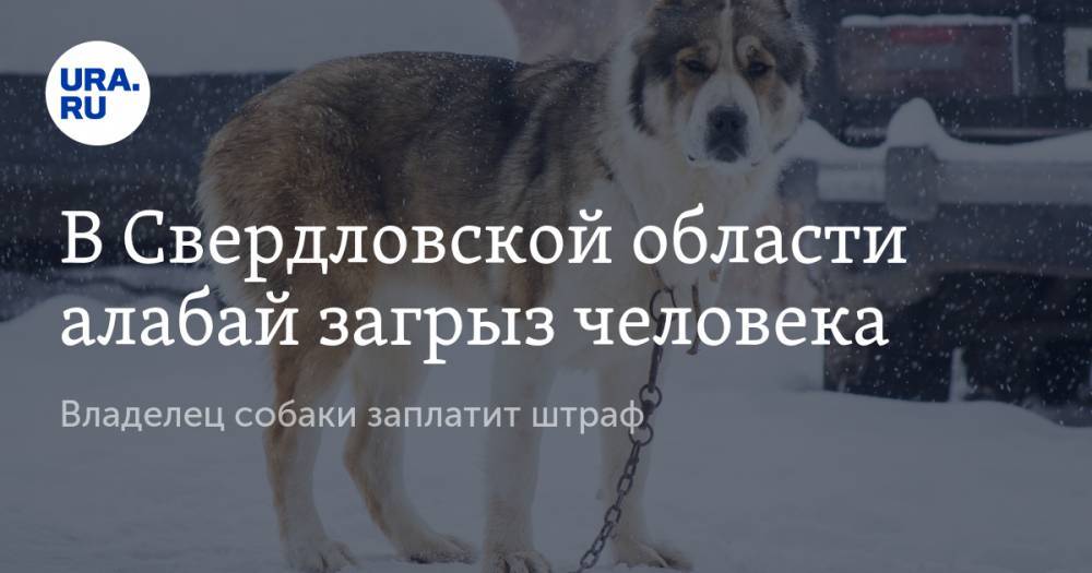 В Свердловской области алабай загрыз человека. Владелец собаки заплатит штраф