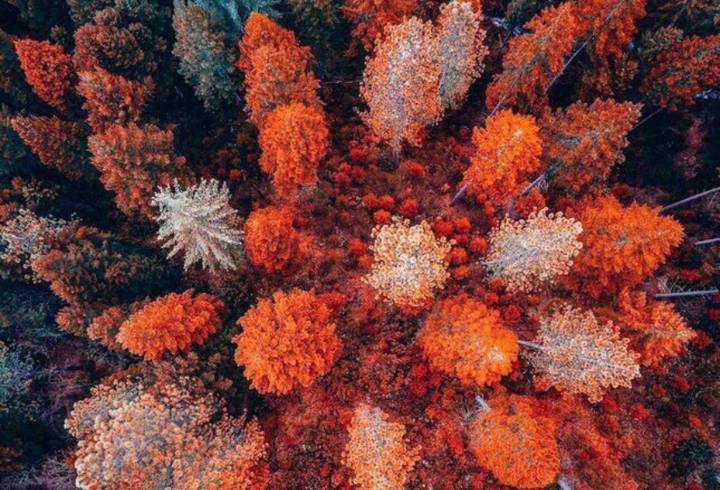 Вечное сияние осени: житель Всеволожска сфотографировал лес с высоты птичьего полета