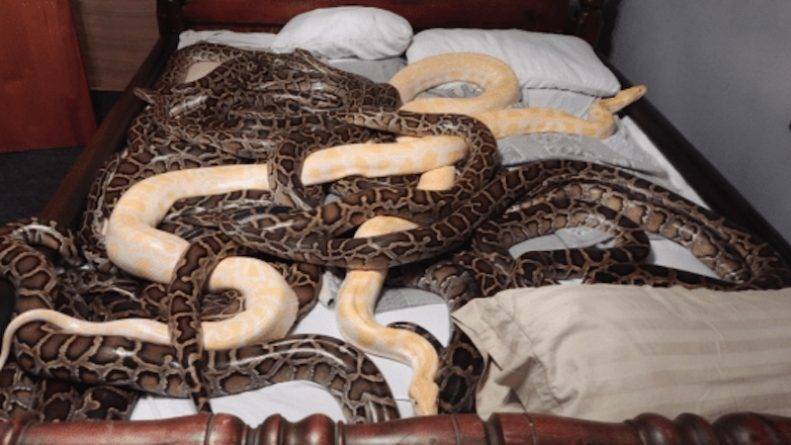 Любитель змей держал дома 20 питонов, 585 крыс и 46 кроликов