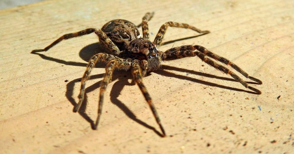 В Сочи началось нашествие гигантских пауков