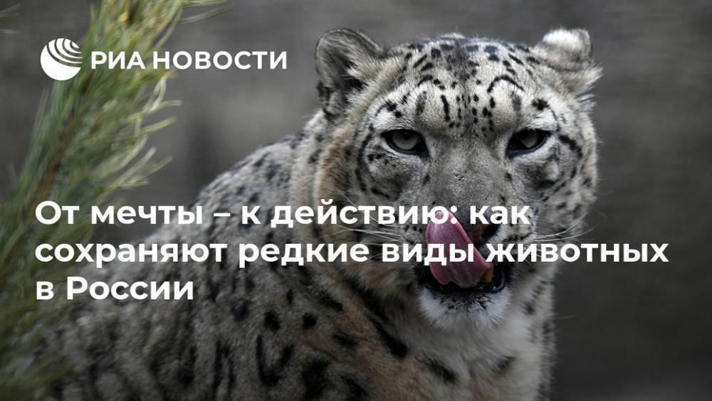 От мечты – к действию: как сохраняют редкие виды животных в России