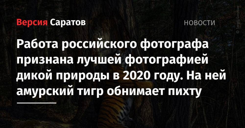 Работа российского фотографа признана лучшей фотографией дикой природы в 2020 году. На ней амурский тигр обнимает пихту