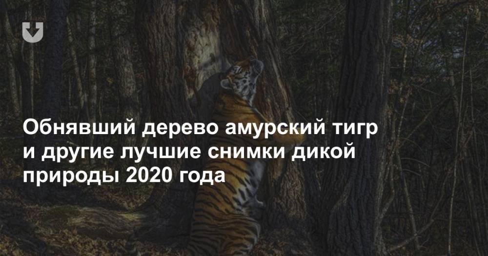 Обнявший дерево амурский тигр и другие лучшие снимки дикой природы 2020 года