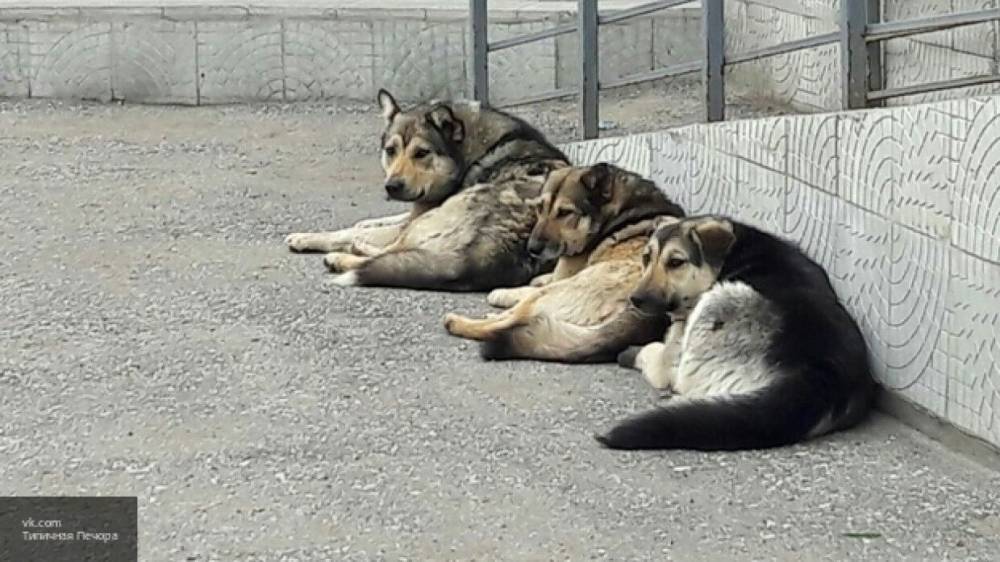 Жительницу Калуги спасла от изнасилования стая бездомных собак