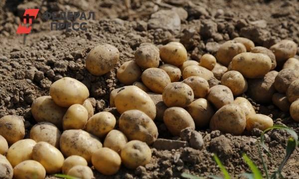 В Прикамье зерна и картофеля собрали на треть больше прошлогодних объемов