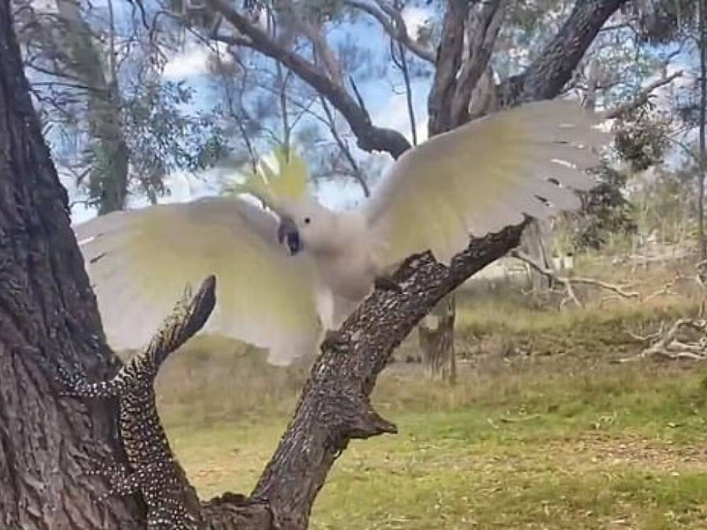Самка попугая какаду защитила от варана свое гнездо