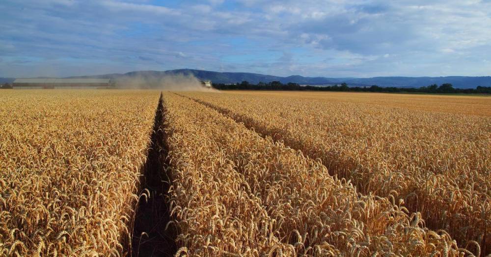 Рекордный урожай пшеницы грозит взвинтить цены на продукты
