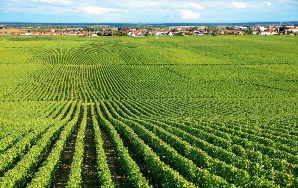 Более 5 млн гектаров сельхозземель в частной собственности, - Госгеокадастр