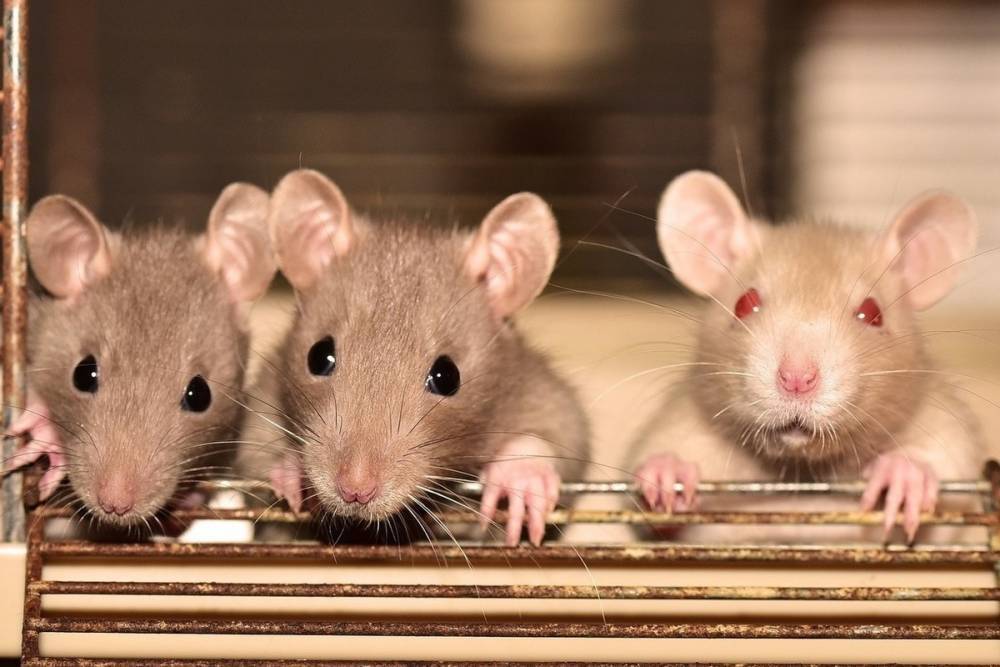 Ученые начали проверять работу биогибридных крыс на больных COVID-19