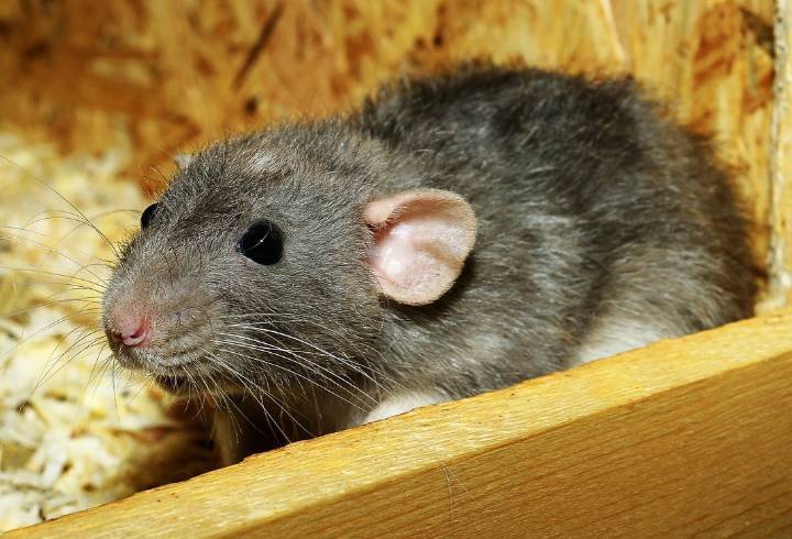 Биогибридные крысы будут определять коронавирус у людей по запаху