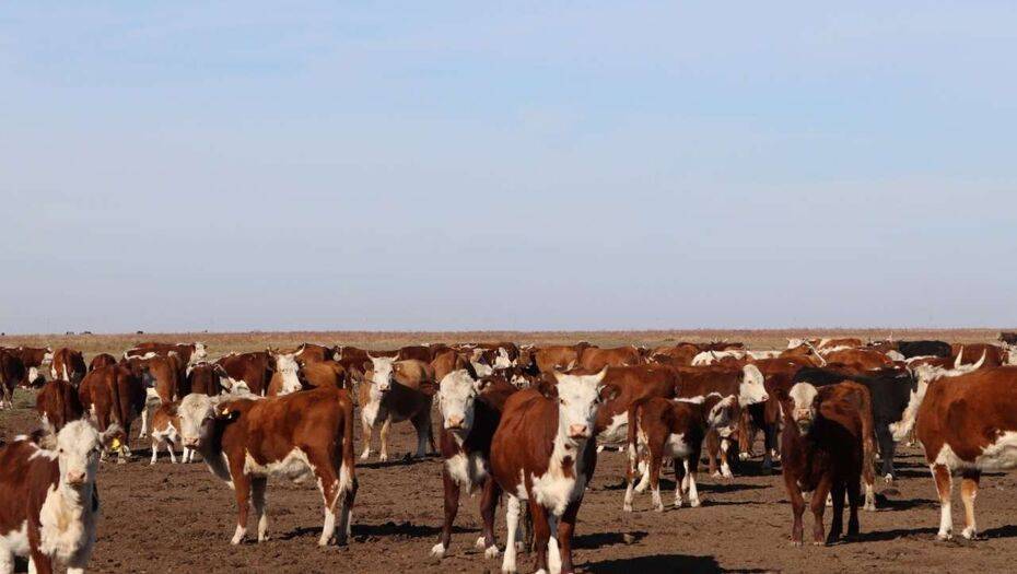 Холдинг "КазАгро" поддерживает сельские проекты – от ремонтных цехов до мясных ферм
