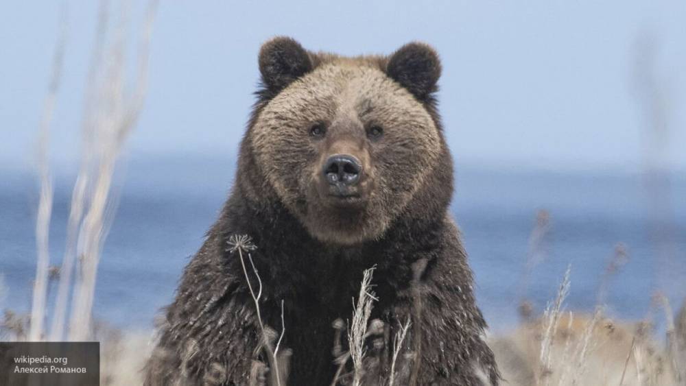 Россиянам объяснили, как отличить следы пьяного соседа от медвежьих