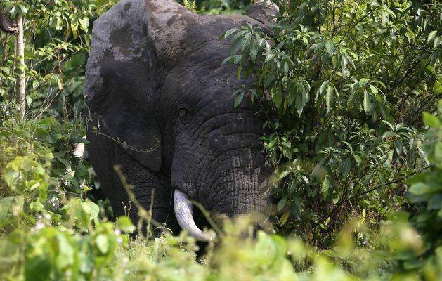 Ученые объявили о почти полном исчезновении слонов в Кот-д'Ивуаре