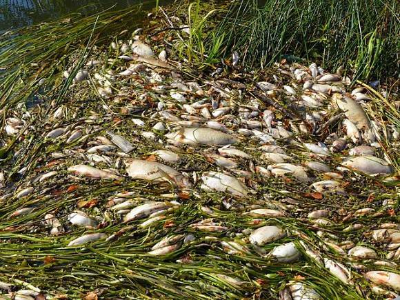 В России произошла очередная водная экокатастрофа — в Калмыкии локально вымерла вся рыба