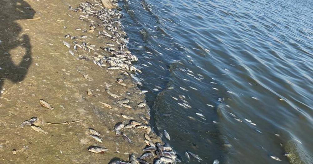 Массовую гибель рыбы в Калмыки объяснили снижением уровня воды