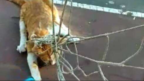 Видео: прохожий спас кота, запутавшегося в сетке футбольных ворот