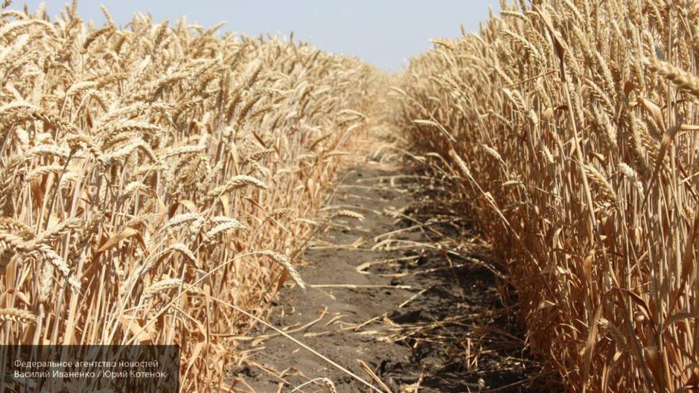 Российская пшеница стремительно дорожает
