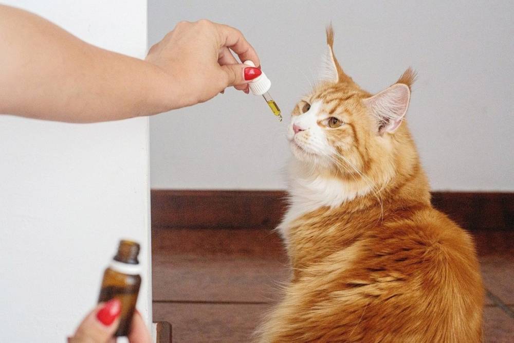 Волгоградцам рассказали, как дать кошке горькую таблетку