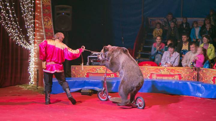 В Подмосковье цирковой медведь напал на дрессировщика и его сына