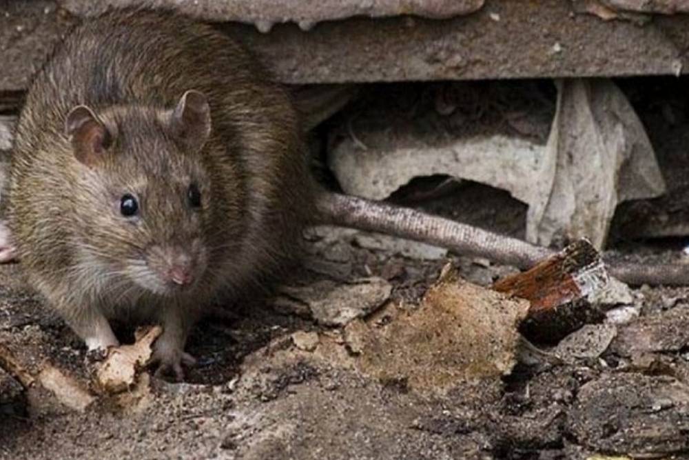 Костромские власти готовятся нанести удар по крысам