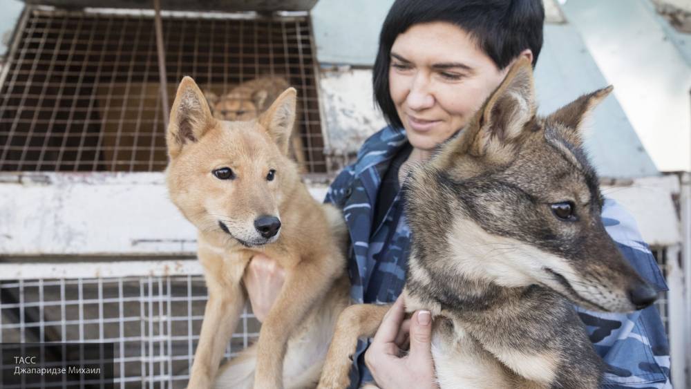 Собак в России научили распознавать заболевших коронавирусом людей