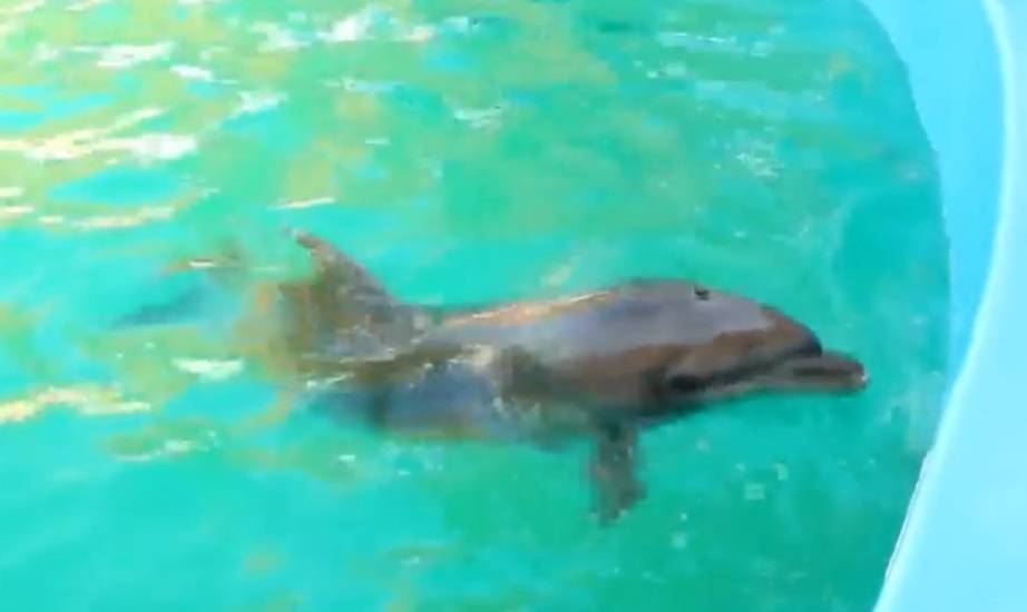 В одесском дельфинарии показали новорожденного дельфиненка