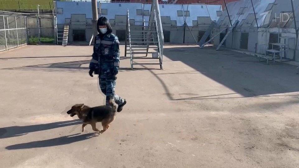 В Москве вывели специальную породу собак, которые могут учуять малейшие частицы вируса