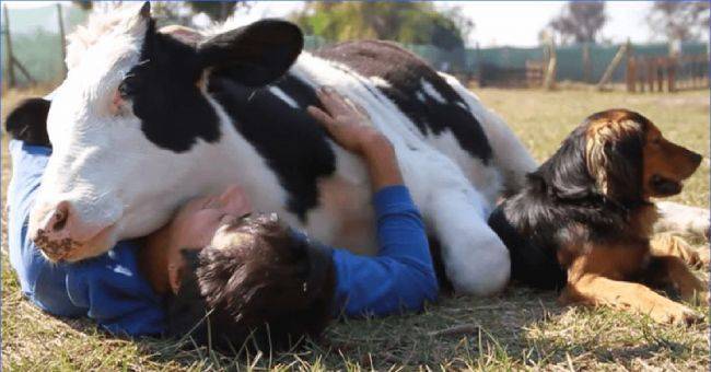В Нидерландах для снятия стресса предлагают физический контакт с коровой