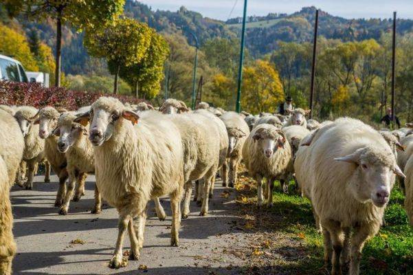 Мертвые овцы могут стать причиной скандала между Польшей и Словакией