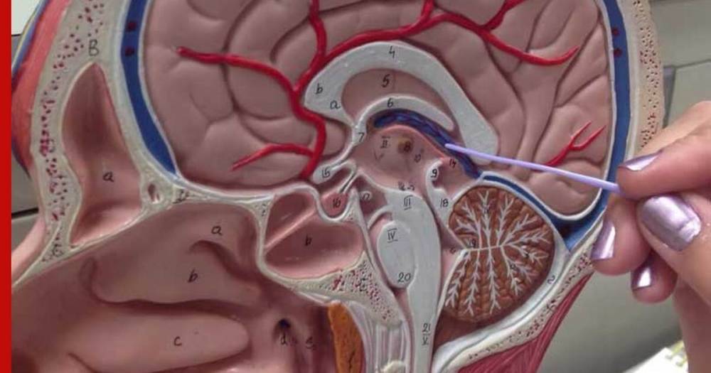 Загадочный орган обнаружили в голове человека