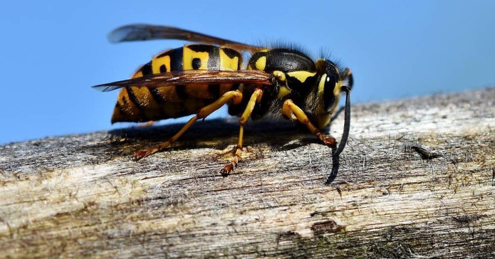 Известный эколог умерла от укуса осы в Москве