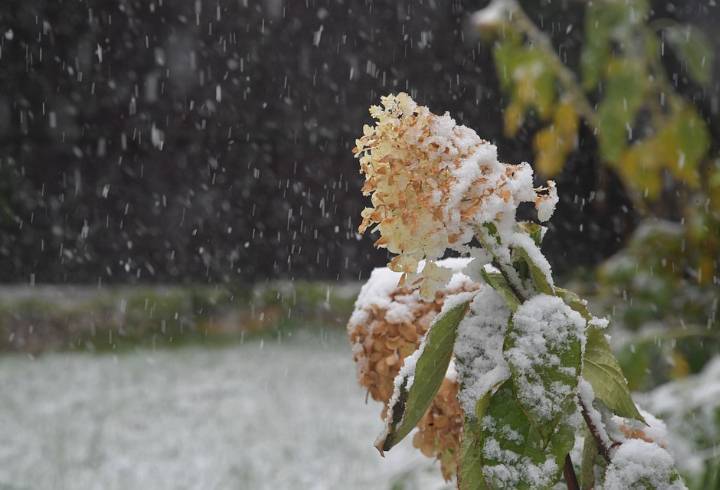 В среду в Ленобласти ожидаются дождь и мокрый снег
