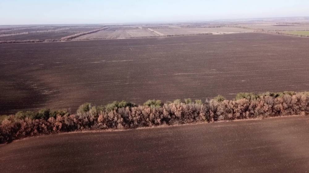 Катастрофический год. Воронежские аграрии испугались миллионных убытков из-за засухи