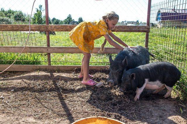 В Хабаровском крае действуют всего два очага африканской чумы свиней