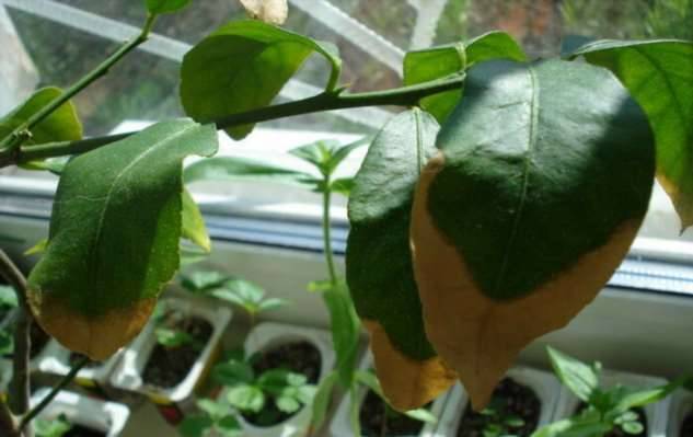 Что делать, если у комнатных растений зимой сохнут кончики листьев