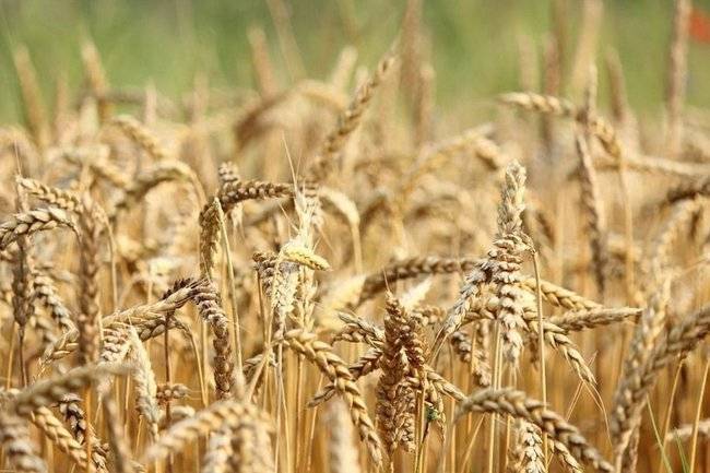 В Воронежской области показатель сбора зерновых в этом году достиг рекордных 6 млн тонн