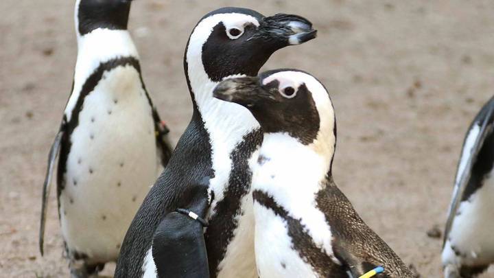 Пингвины-геи "усыновили" чужое яйцо