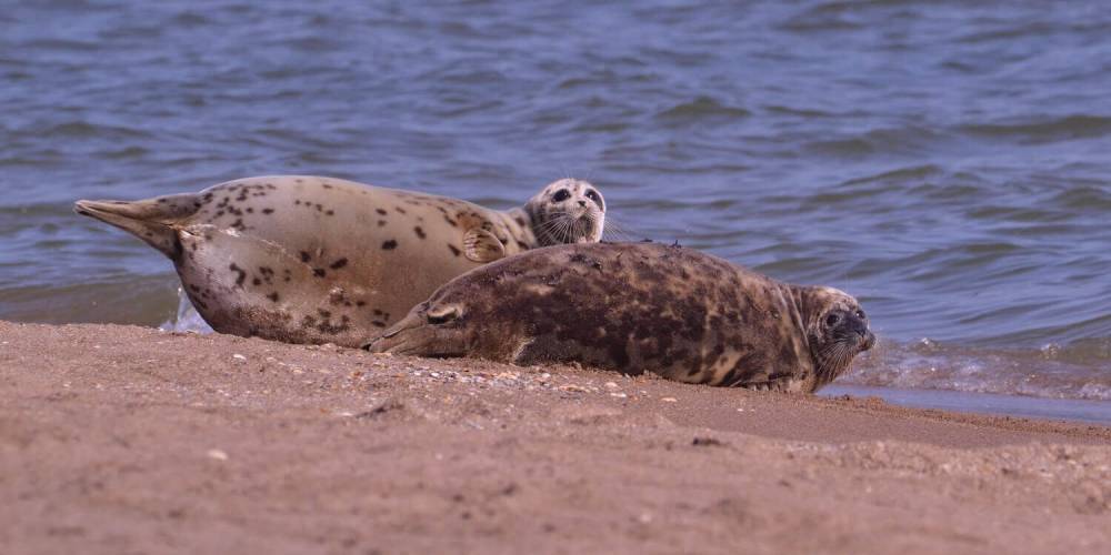 Под Астраханью на острове нашли пять мертвых тюленей
