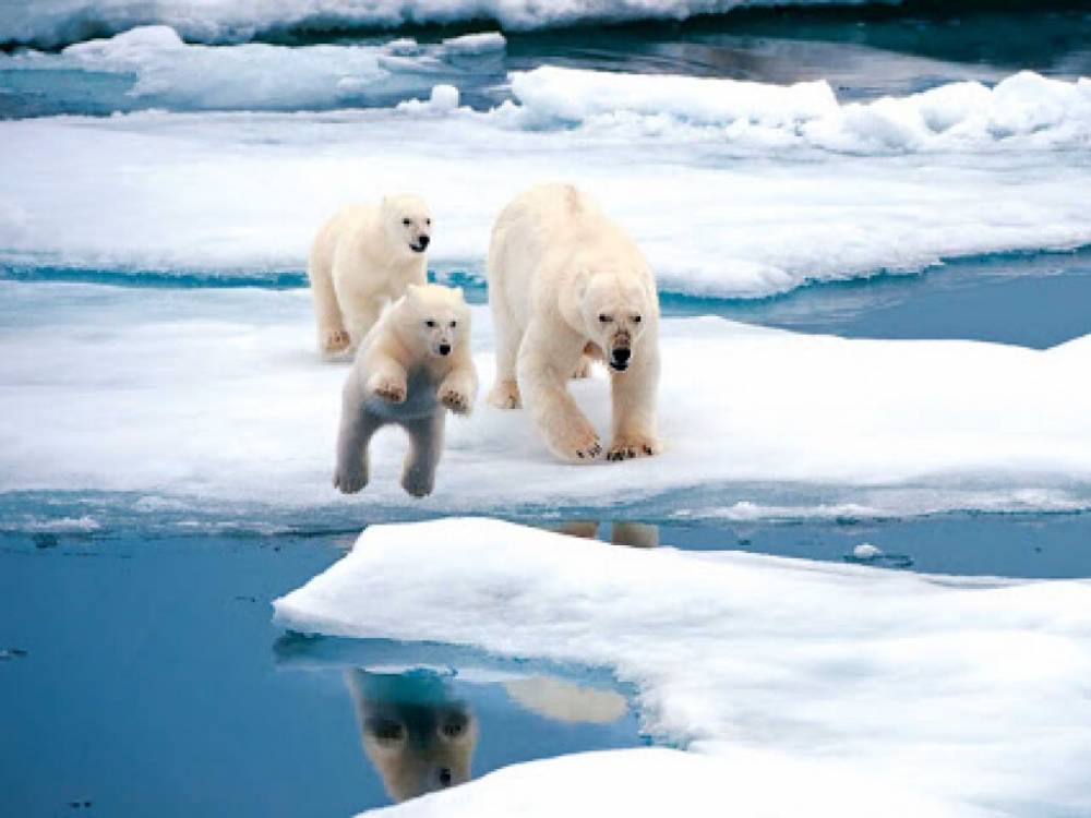 Деградация мерзлоты в Арктике пошла по жесткому сценарию