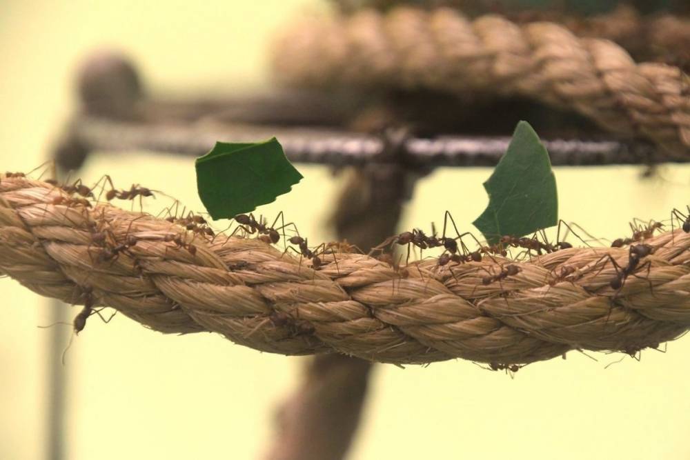 Ученые раскрыли причину невероятно силы и выносливости рабочих муравьев