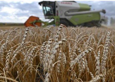 Экспортеры РФ могут начать участвовать в зерновых тендерах Алжира - Минсельхоз РФ