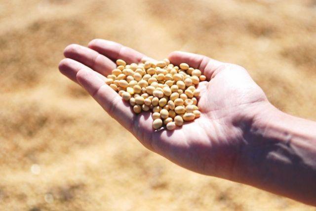 В Хабаровском крае почти в 2 тысячах тонн сои обнаружено ГМО