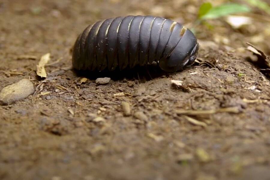 Ученые раскрыли секрет панциря жука-броненосца
